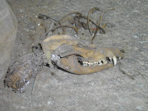 Today&#039;s find - This nasty little skull is what I found in my digging today.