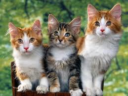 Cats - This picture shows three cute little cats. They are sitting side by side to take a picture.