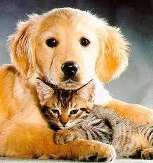 cat and dog - This picture shows a dog and a cat and their friendship.