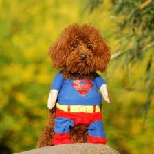 super dog - dog with clothes