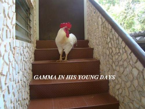 Gamma our pet rooster - He was very healthy until he had what is called vent gleet and we lost him to it.