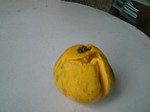canisitel - Canistel is a fruit that tastes like the sweetened yellow of an egg
