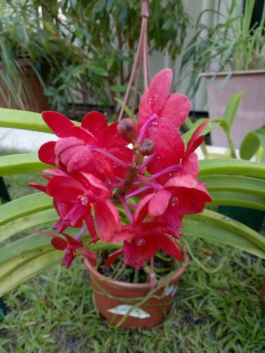 Orchid plant - Orchid needs generous supply of water and regular cleaning of leaves.