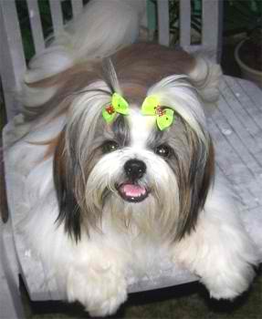 Shih Tzu, one of the most affectionate dogs - I had a Shih Tzu once but missed him due to an infection that the vet could do nothing about. Shih Tzu, one of the most affectionate dogs - I had a Shih Tzu once but missed him due to an infection that the vet could do nothing about.