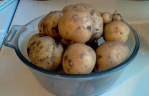 potatoes - these are the potatoes I grew in my garden this year.