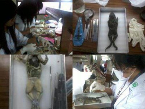 Dissecting a frog!!! - this was held Friday 08-17-12