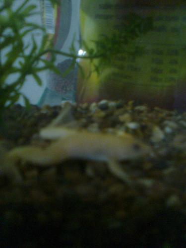 my albino frog - My albino frog just bought yesterday! So nice, my right?