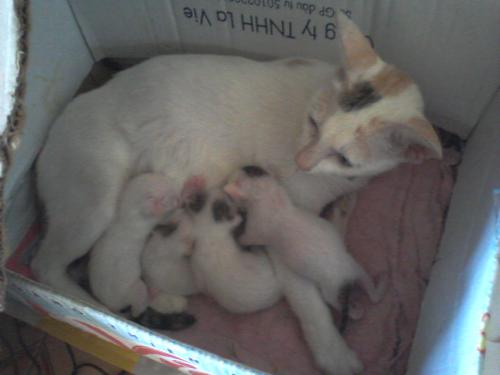 A mother cat and her kittens - They are so cute, right?