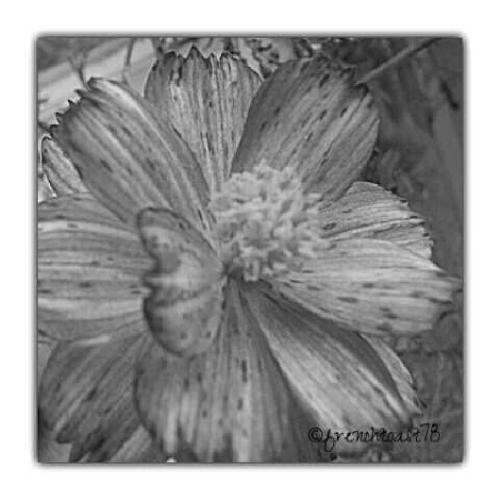 Sad flower - I took this photo and it's in black and white. It symbolizes my mourning for the passing of Secretary Jess Robredo.