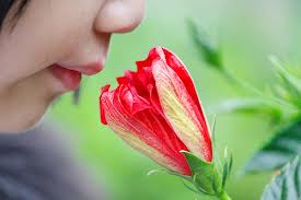 child and a flower - Anosmic people who can't smell