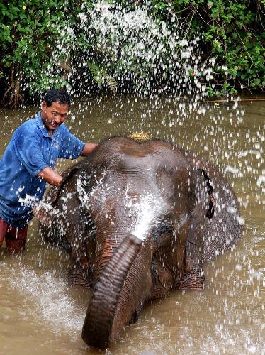 elephant bonhomie/pix by me - elephant warden