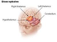 hypothalamus - http://www.google.com.ph/imgres?q=hypothalamus+image&hl=fil&sa=X&biw=1360&bih=632&tbm=isch&prmd=imvns&tbnid=1TbMfZT6uJI0IM:&imgrefurl=http://en.wikipedia.org/wiki/Hypothalamus&imgurl=http://upload.wikimedia.org/wikipedia/commons/thumb/b/b2/Illu_diencephalon_.jpg/250px-Illu_diencephalon_.jpg&w=250&h=188&ei=NRw-UNuMEsT9mAXlr4CYBA&zoom=1&iact=rc&dur=1633&sig=110326582345214156483&page=1&tbnh=138&tbnw=184&start=0&ndsp=21&ved=1t:429,r:0,s:0,i:69&tx=217&ty=278