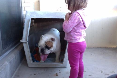My english bulldog Maximus - The days he arrived.
My daughter didn&#039;t want to leave his side...
Awesome.