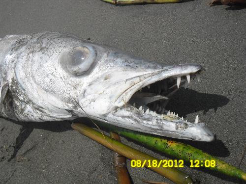 monster - Have you seen a fish like this?