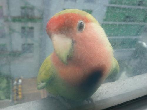 Lost Bird - A cute love bird shows in front of our office glass building, and I think its lost.