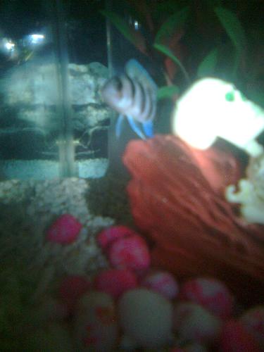 My Frontoza fish! :) - This is my new fish in my aquiarium, hiding in human skeletal decor., I bought it last week. :)
