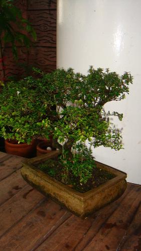 Bonsai - Bonsai is a will-known "miniature trees."
