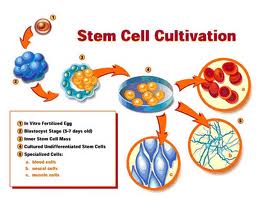 stem cells - stem cell is a possible cure to all types of disease