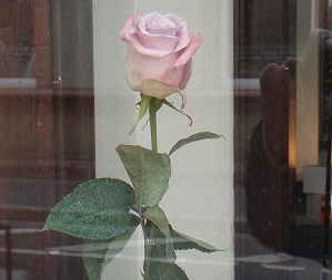 Rose - A rose for women. Rose - A rose for women.