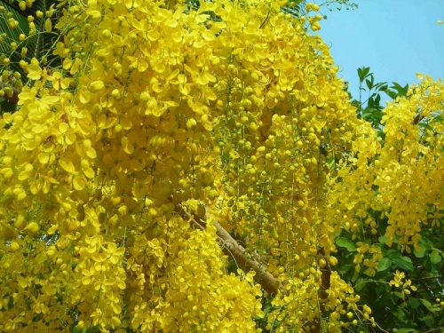 Flowers - Vishu konna pookkal