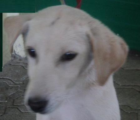 half-freed labrador - Uneasy and noisy kind of dog.