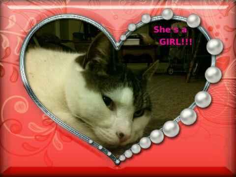 it&#039;s a girl!!!! - After 3 months of owning this cat, we find out she&#039;s not a male :-p LOL