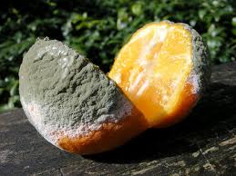 what's inside the rough exterior - soft inside a rough exterior what's inside the rough exterior - soft inside a rough exterior