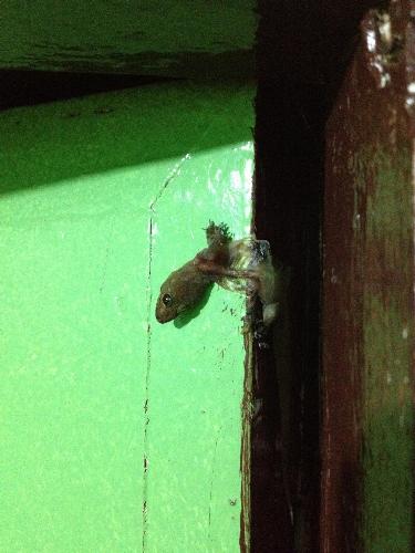 poor lizard with its head cut off - poor lizard with its head cut off accidentally because my niece slammed the door hard. she didn't even know a lizard was in the door. :( poor lizard with its head cut off - poor lizard with its head cut off accidentally because my niece slammed the door hard. she didn't even know a lizard was in the door. :(