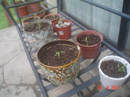 One tomato seedling in each container. - It´s not an easy job, but tomatoes are my favorite veggies when taken ripe from the plant.