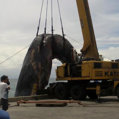 the whale - this was the whale found dead 