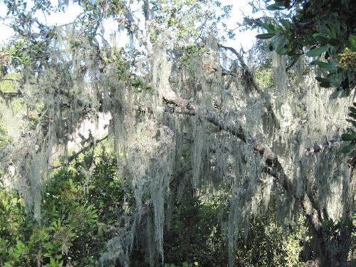 Spanish Moss on Old tree - I took this picture at Croad Vineyard in Paso Robles in an old oak forest behind the vineyard and tasting room.