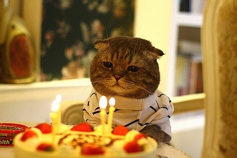 cat - a cat&#039;s birthday