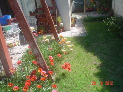 Gazanias and cacti at the background - I took this picture yesterday, as it was a beautiful sunny day. Spring is here in my syde of the world.