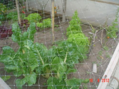 Leftovers from Winter crops - I still have some lettuce and chard from my Winter crops.