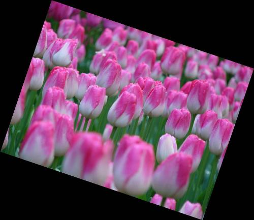 Tulip - Beauty of Tulip Flowers