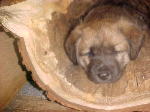 Diego - Here is my Diego at about 6 months. He loved his hollow log.