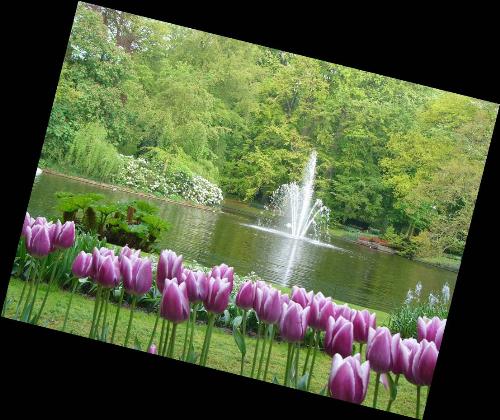 Beauty of Tulip Flowers  - Beauty of Tulip Flowers