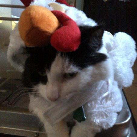 Patches in her costume - Patches the Chicken. 