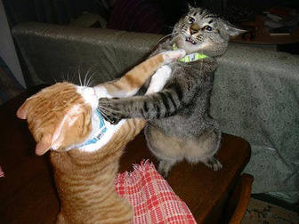 Cat-Fight - http://www.google.com.ph/imgres?q=cat%27s+fight+images&hl=fil&biw=1360&bih=677&tbm=isch&tbnid=bE2CKsdPNBUcPM:&imgrefurl=http://www.businesspundit.com/italian-towns-play-tit-for-tat-with-chase-ubs/cat-fight/&docid=_ZH05kdwrSviLM&imgurl=http://www.businesspundit.com/wp-content/uploads/2010/03/cat-fight.jpg&w=336&h=252&ei=YsxjUJXXDM2KmQWY9YDgBw&zoom=1&iact=rc&dur=418&sig=105228067773539047322&page=1&tbnh=148&tbnw=194&start=0&ndsp=18&ved=1t:429,r:1,s:0,i:67&tx=104&ty=68 Cat-Fight - http://www.google.com.ph/imgres?q=cat%27s+fight+images&hl=fil&biw=1360&bih=677&tbm=isch&tbnid=bE2CKsdPNBUcPM:&imgrefurl=http://www.businesspundit.com/italian-towns-play-tit-for-tat-with-chase-ubs/cat-fight/&docid=_ZH05kdwrSviLM&imgurl=http://www.businesspundit.com/wp-content/uploads/2010/03/cat-fight.jpg&w=336&h=252&ei=YsxjUJXXDM2KmQWY9YDgBw&zoom=1&iact=rc&dur=418&sig=105228067773539047322&page=1&tbnh=148&tbnw=194&start=0&ndsp=18&ved=1t:429,r:1,s:0,i:67&tx=104&ty=68