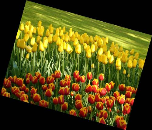 Beauty of Tulip Flowers  - Beauty of Tulip Flowers