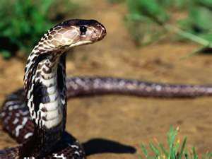a snake below tree - snakes have become almost extinct due to mass destruction of jungles