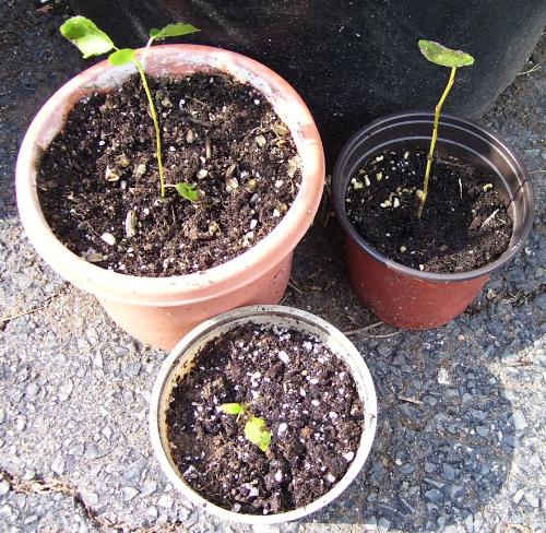 rose seedlings - i think these are rose seedlings but can't be sure. they could be weeds or apple trees. rose seedlings - i think these are rose seedlings but can't be sure. they could be weeds or apple trees.