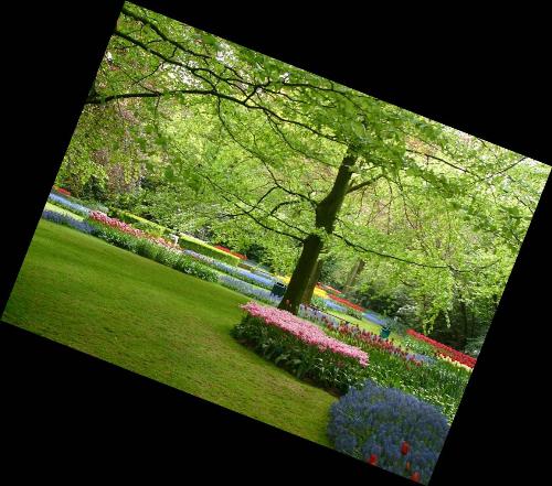 Beauty of Tulip Flowers  - Beauty of Tulip Flowers