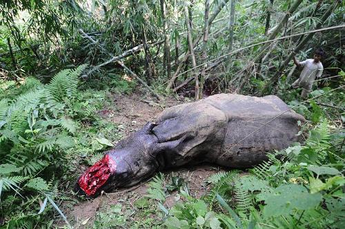 The dead rhino. - This way five rhinos were dead within 48 hours as hunters cut the horn. 

Photo courtesy : AP PHOTO, outlook India.