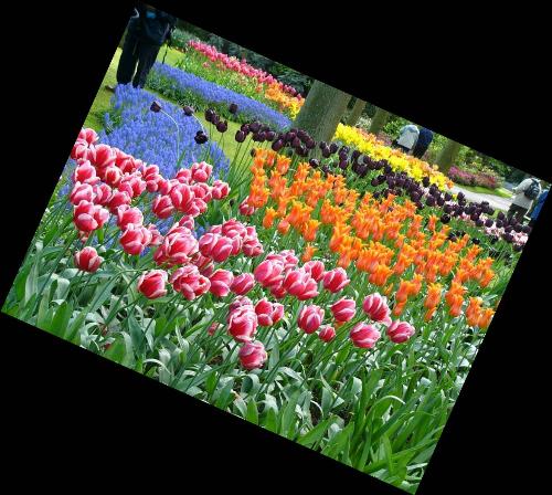 Beauty of Tulip Flowers  - Beauty of Tulip Flowers
