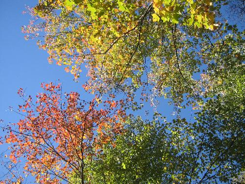 Brightly colored tree tops. - I'm always glad to see the brief period of autumn colors we get blessed with every fall. I took a ton of pictures and just wish the colors in the photos would come out like they do in real life.