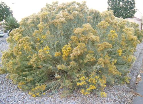 Chamisa - The Chamisa is a tough plant that is native to some of the high desert areas of the Southwest United States.