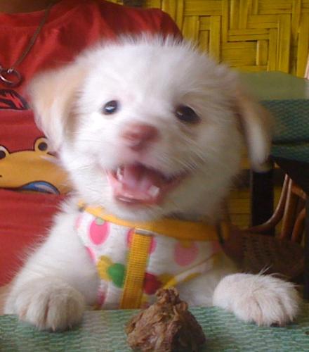 potpot - pet puppy