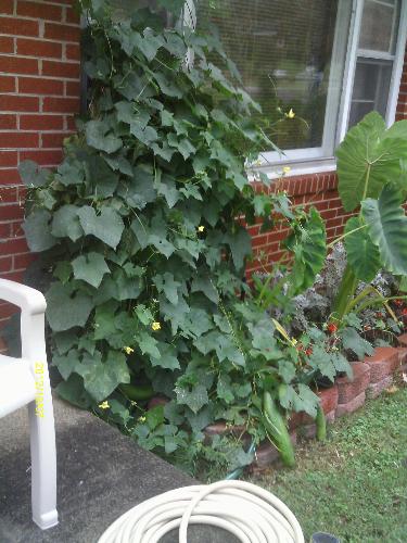 Monster Cucumber vine - This is the monster vine that we thought was a moon flower when we planted it. It is very happy where it is right now..producing extremely large cucumbers.