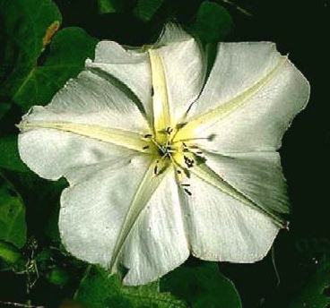 Moon Flower - Blooms only at night